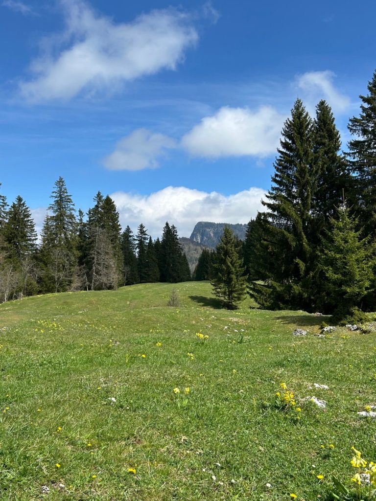 11 juillet 2026 – L’épicéa : ordinaire et extraordinaire