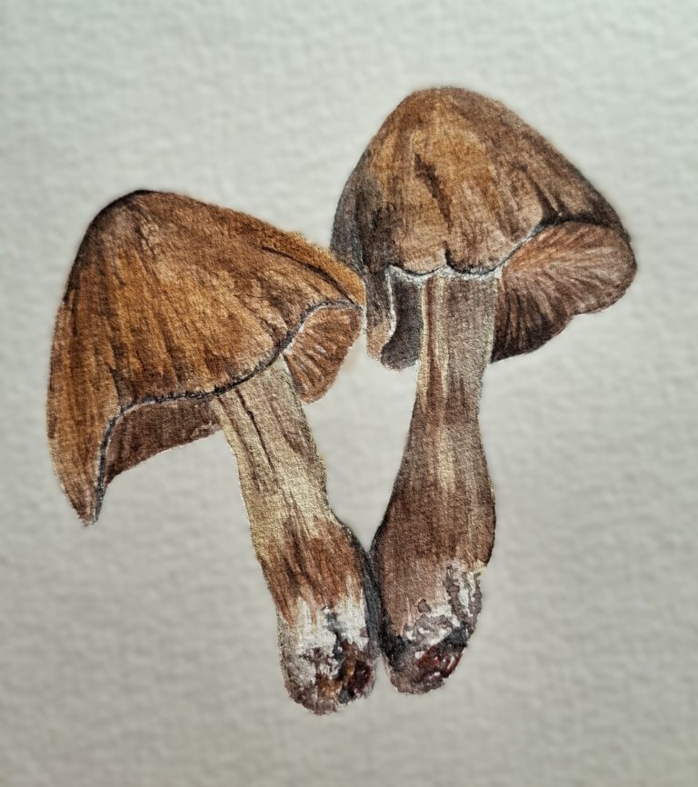 10 octobre 2026 – Aquarelle d’automne – Rando adaptée aux familles