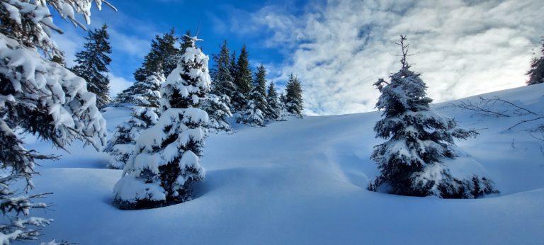 17 janvier 2026 – Survie douce en hiver – Expérience nature aux Giettes !