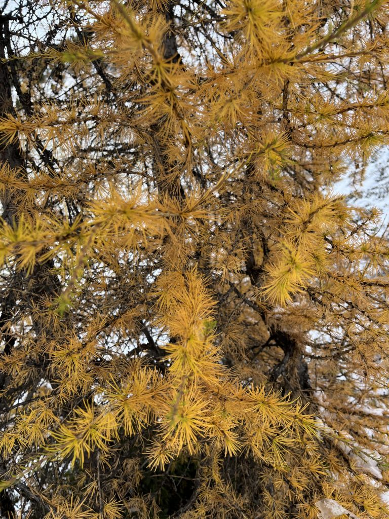 17 octobre 2026 – Sur le chemin des Mélèzes
