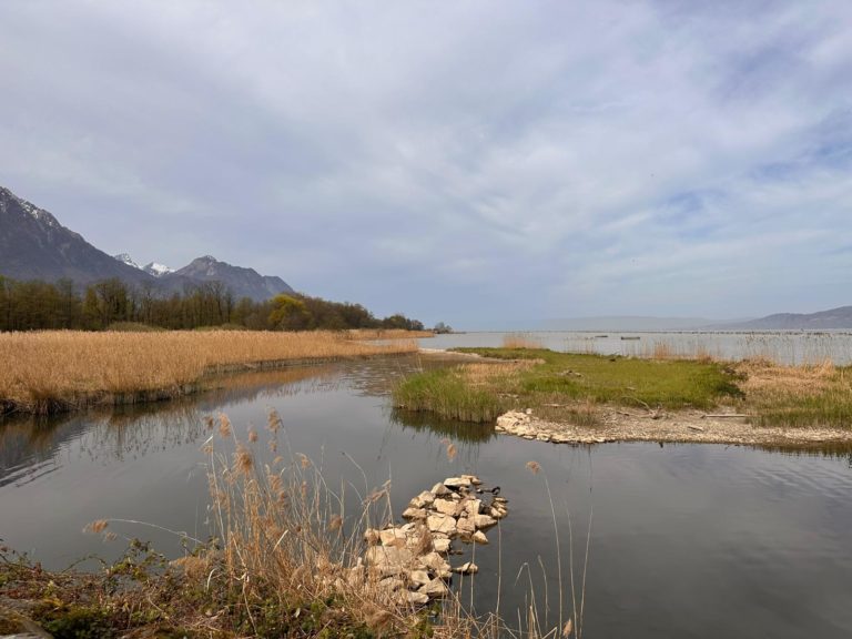 25 avril 2026 – Gazouillis et croassements aux Grangettes