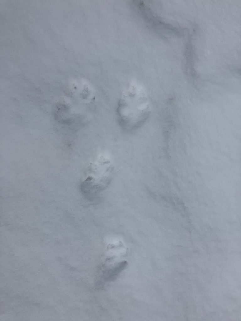 7 février 2026 – Les enfants ! Qui est passé par là ?