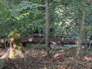 5 juin 2027 – En passant par le Bois de Gériton…